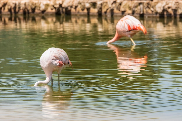 El pato bebiendo agua en un lago