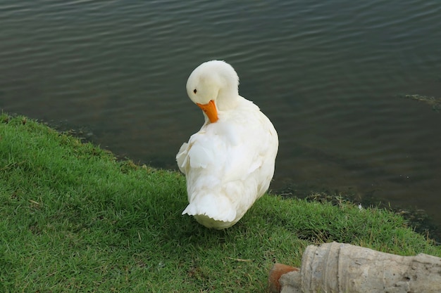 Un pato blanco acicalarse en la hierba cerca de un estanque o un lago Concepto de animales y vida silvestre