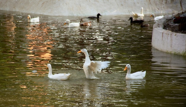 pato blanco en el agua nadando en el río azul