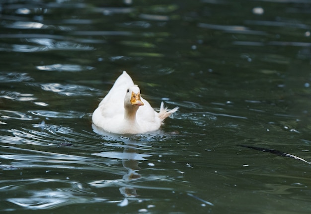 pato blanco en el agua nadando en el río