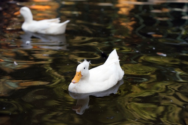 pato blanco en el agua nadando en el río