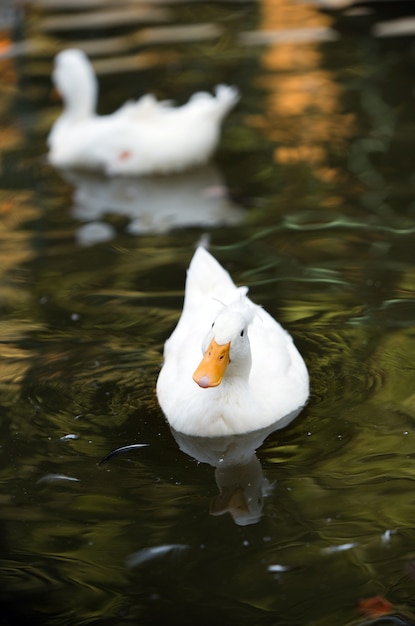 pato blanco en el agua nadando en el río