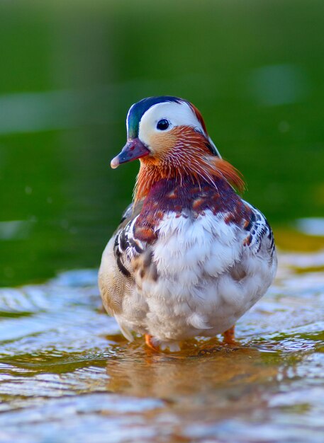 Pato blanco en el agua en la naturaleza.