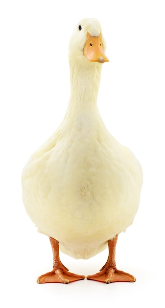 Un pato blanco aislado