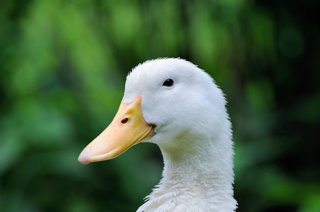 Un pato blanco en el campo de hierba verde.