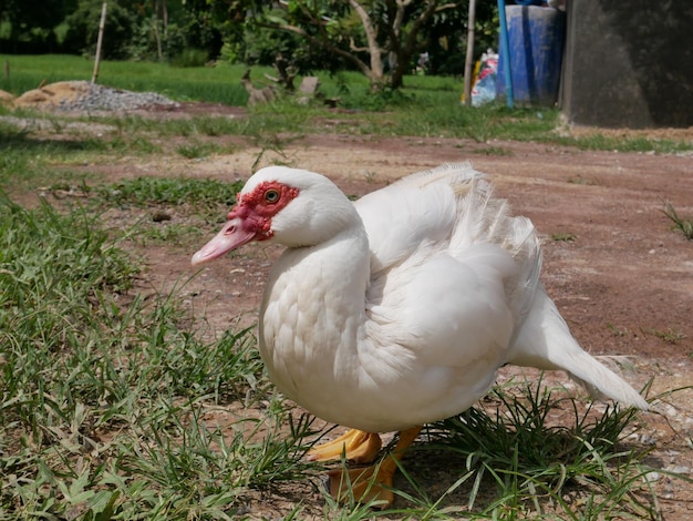 Foto pato blanco en un campo