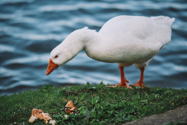 Un pato blanco se para cerca de un lago y come hongos.