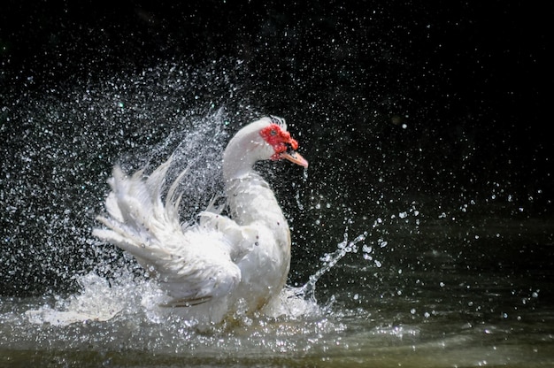 Foto un pato blanco está chapoteando en el agua.