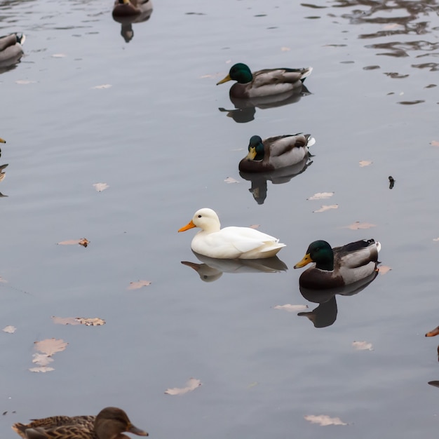 Pato blanco entre los comunes en el parque.