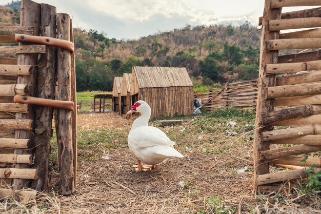 Pato blanco en establo de madera