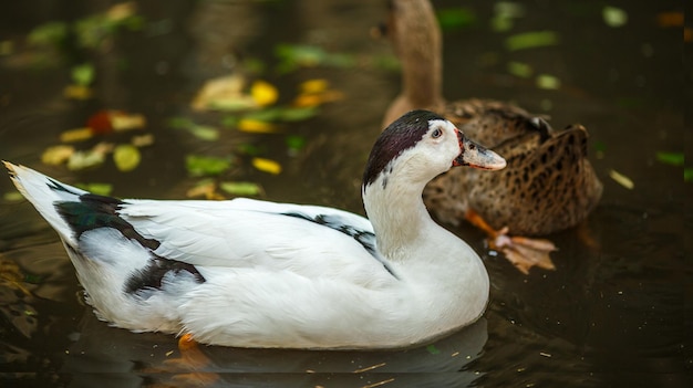 Foto pato blanco en el estanque