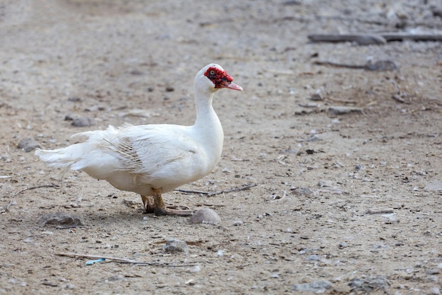 El pato blanco en la granja tailandia