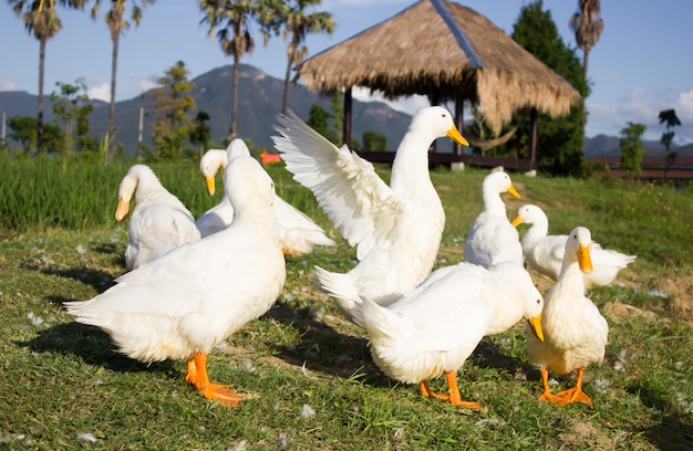 Pato blanco en la hierba