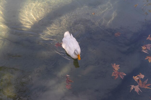 Un pato blanco en el lago.