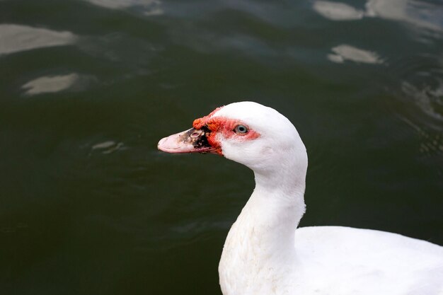 Pato blanco nadando en un estanque