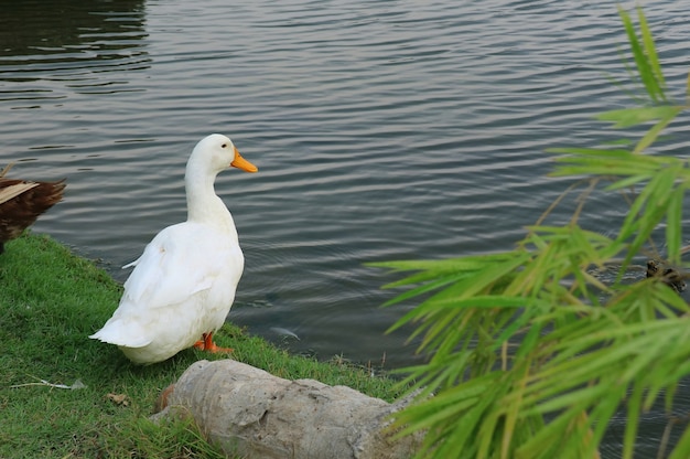 Pato blanco de pie sobre la hierba y mirando el estanque o el lago. Concepto de animales y vida silvestre.