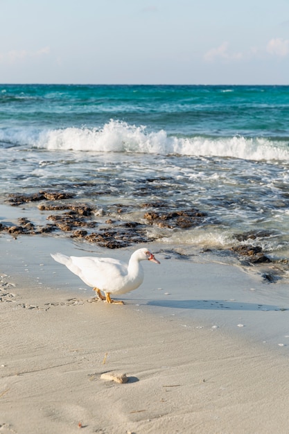 Foto pato blanco en una playa de arena con un mar turquesa en soleado. precioso paisaje.