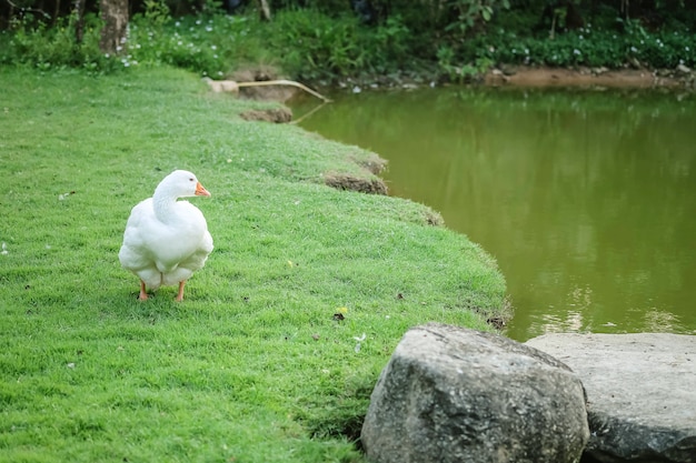 Pato blanco del primer paseo en el piso de la hierba en el fondo del parque público