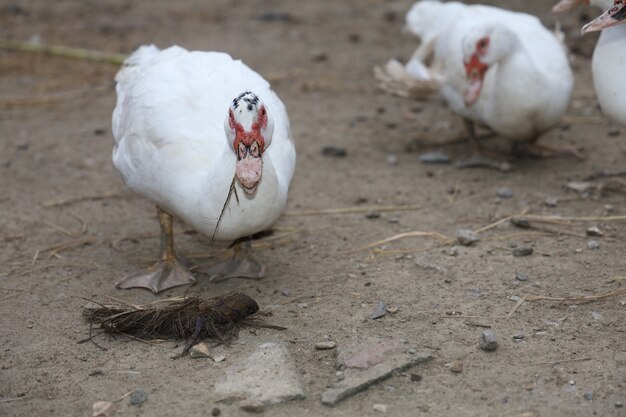 El pato blanco se queda en el jardín.