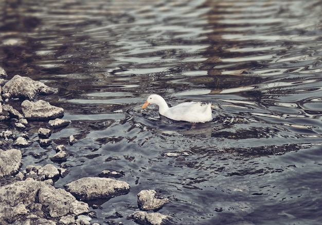 Pato blanco en el rio