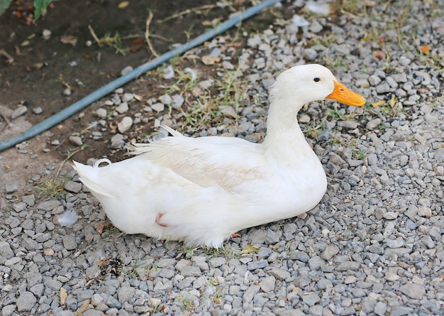 Un pato blanco en el suelo.