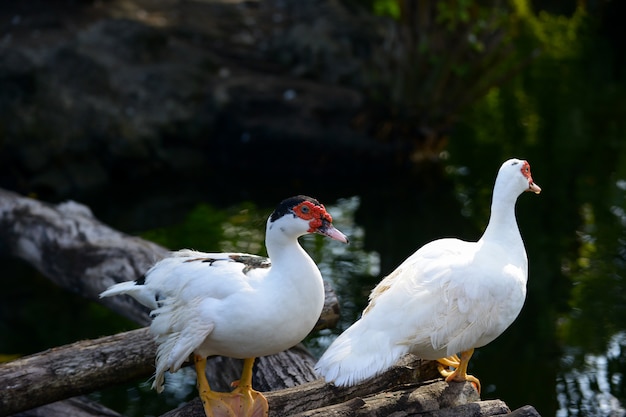 pato blanco swimimg