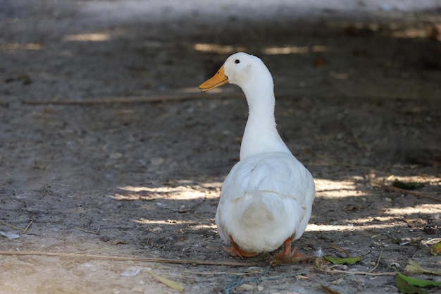 Foto el pato blanco en verano en la granja de tailandia