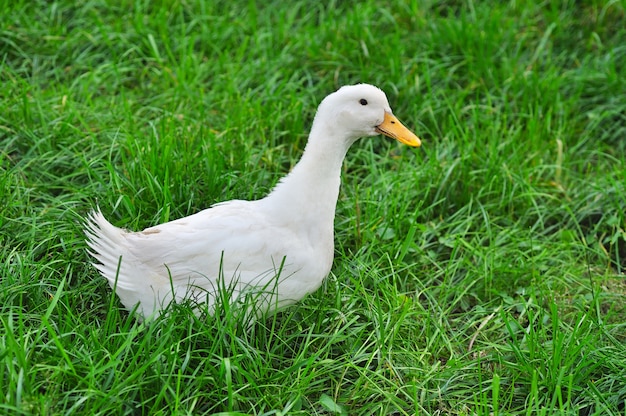 Pato branco na grama