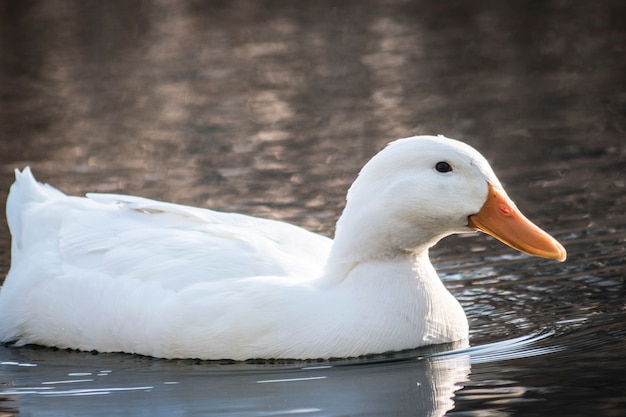 Foto pato branco nada em uma lagoa, close-up