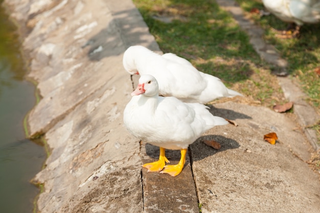 Pato Branco no Jardim