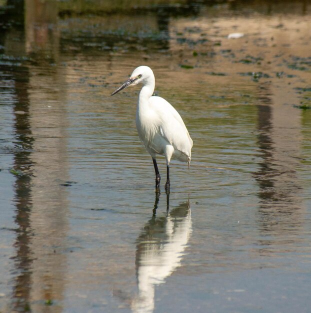 Foto pato branco num lago