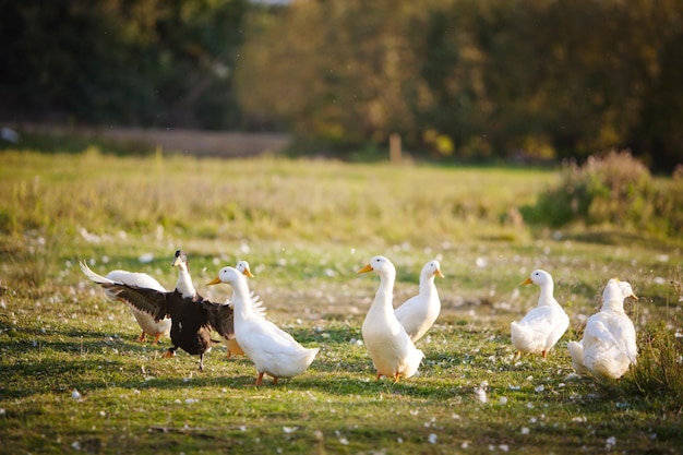 Foto pato branco