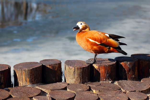 Pato brilhante sentado em uma árvore no fundo da água