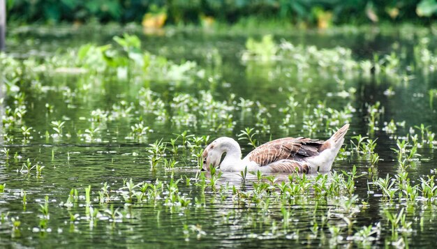 El pato en busca de comida