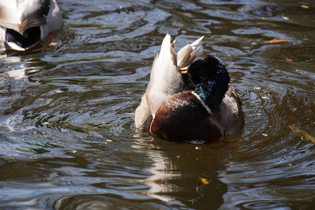 Pato con cabeza debajo de la superficie del agua