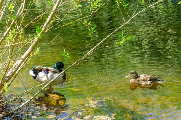 Un pato con la cabeza verde está nadando en el agua.