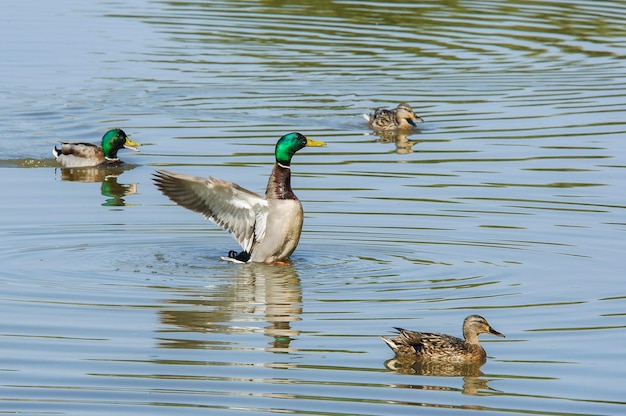 Un pato con la cabeza verde nada en un estanque con otros patos.