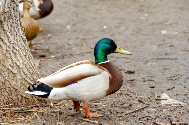 Un pato con cabeza verde y plumas verdes camina por el suelo.
