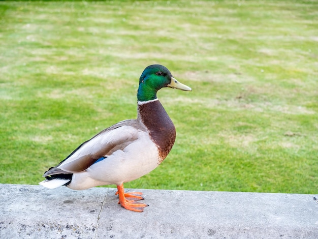 Pato cabeza verde