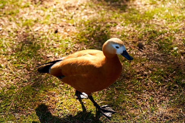 El pato camina por el parque de la ciudad en busca de comida.