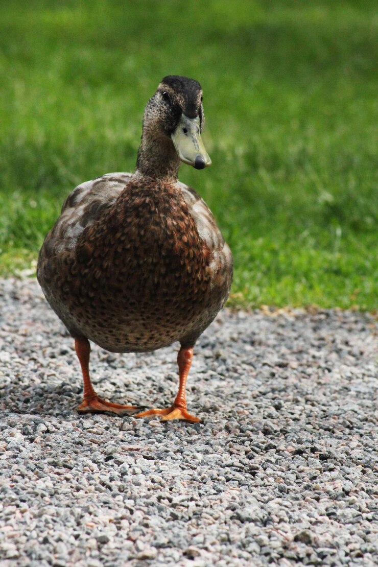 Foto pato caminhante