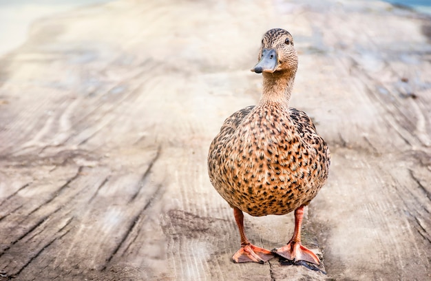 Un pato en un camino de madera.