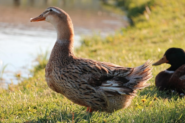 Pato en un campo