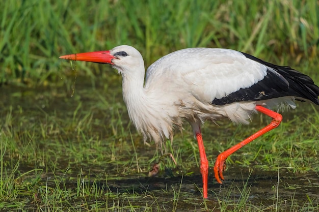 Foto pato en un campo