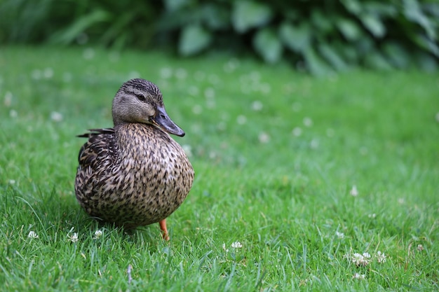 Foto pato en un campo