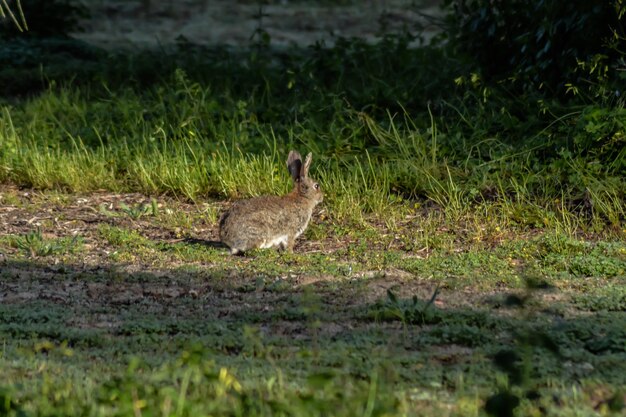 Foto pato en el campo