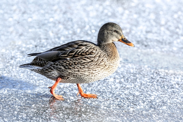 Pato cerca del lago congelado en día de invierno