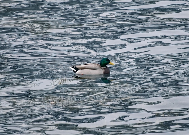 Foto pato chapoteando con cabeza verde y pico amarillo flotando en el mar ondulado