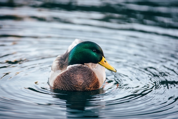 Pato charlatão verde está nadando no lago Tahoe