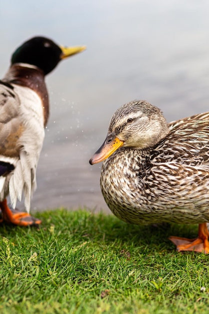 Pato cinza descansando em um prado verde à beira do lago contra o pano de fundo de uma bela paisagem